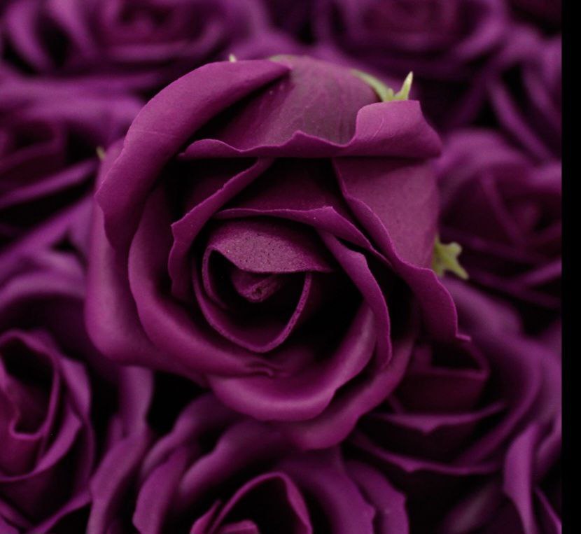 24 ROSE HEADS FLOWER Soap Bouquet Box - Medium Size Rose - Deep Violet