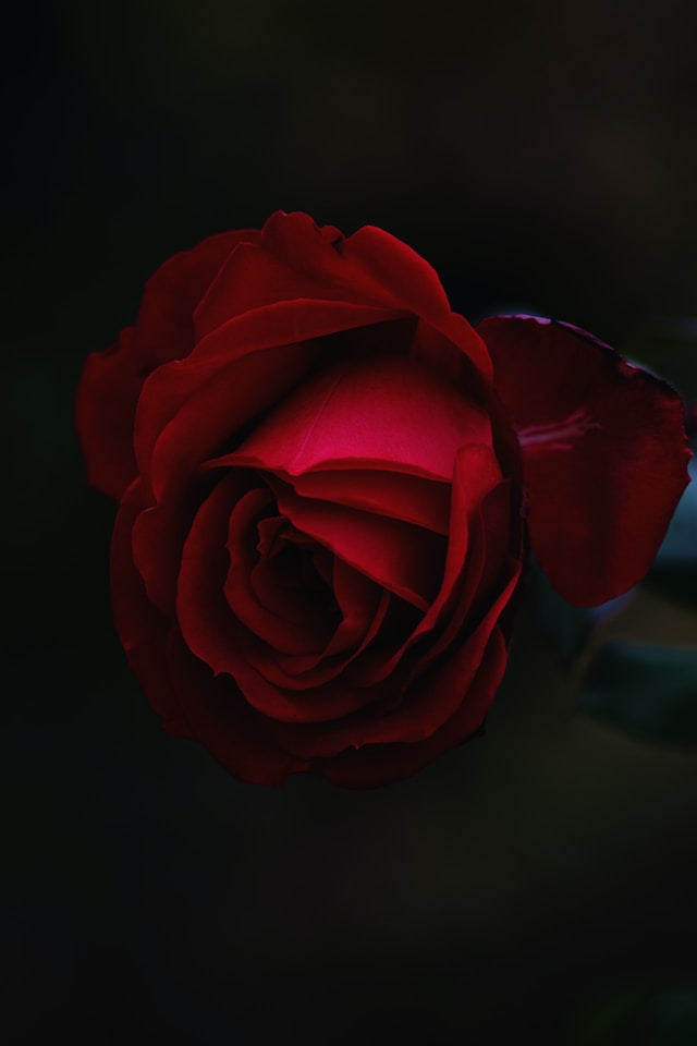 9 SOAP FLOWERS ROSES SKIN CARE